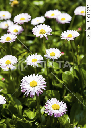 daisy flowers on the nature, outdoor garden daisy flowers on the nature, outdoor garden 31015279