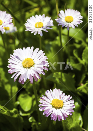 daisy flowers on the nature, outdoor garden daisy flowers on the nature, outdoor garden 31015280