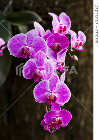 Closeup of pink orchid phalaenopsis 31015287