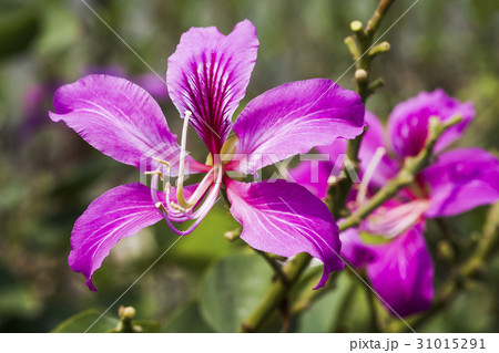 Bauhinia purpurea flower, orchid tree, variegata 31015291