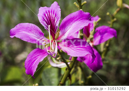 Bauhinia purpurea flower, orchid tree, variegata 31015292