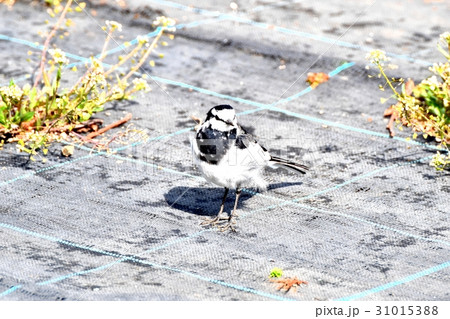 東京三鷹の野鳥 三鷹中原カキ栽培地のハクセキレイ 31015388