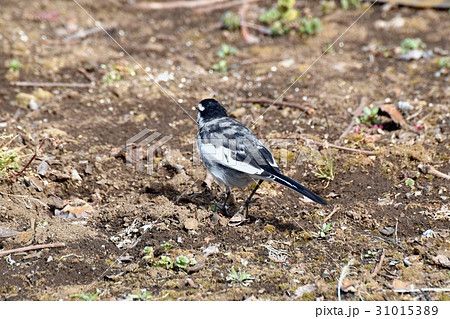 東京三鷹の野鳥 三鷹中原カキ栽培地のハクセキレイ 31015389