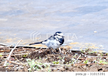 東京三鷹の野鳥 三鷹中原カキ栽培地のハクセキレイ 31015391