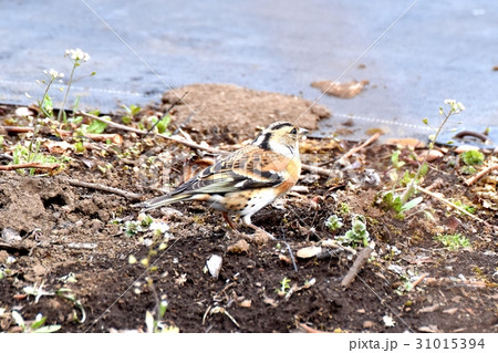 東京三鷹の野鳥 三鷹中原カキ栽培地のアトリ 31015394