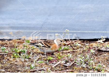 東京三鷹の野鳥 三鷹中原カキ栽培地のアトリ 31015396