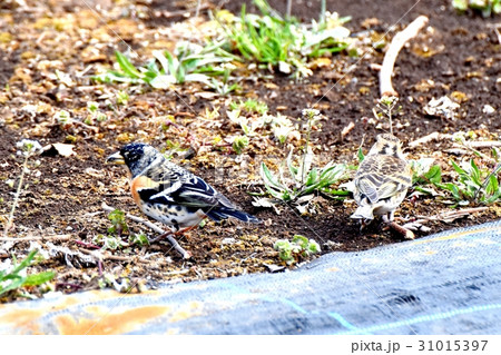 東京三鷹の野鳥 三鷹中原カキ栽培地のアトリ 東京三鷹の野鳥 三鷹中原カキ栽培地のアトリ 31015397