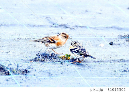 東京三鷹の野鳥 三鷹中原カキ栽培地のアトリ 31015502