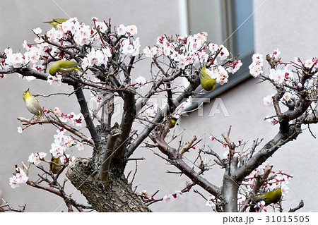 東京三鷹の野鳥 仙川遊歩道民家の梅ノ木とメジロ 31015505