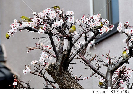 東京三鷹の野鳥 仙川遊歩道民家の梅ノ木とメジロ 東京三鷹の野鳥 仙川遊歩道民家の梅ノ木とメジロ 31015507