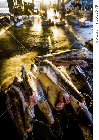 Qianzhen fish market in Kaohsiung, Taiwan. Qianzhen fish market in Kaohsiung, Taiwan. 31015579