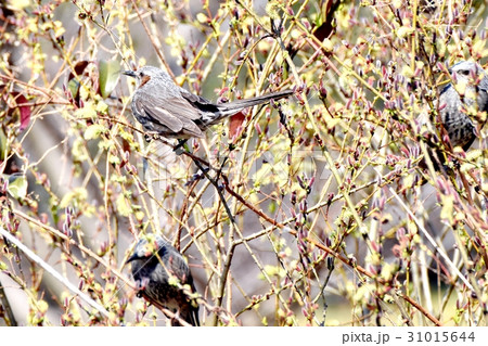 東京三鷹の野鳥 仙川隣接公園のネコヤナギに止まるヒヨドリ 31015644