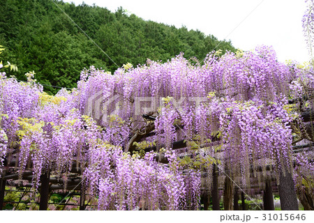 藤の花 藤の花 31015646