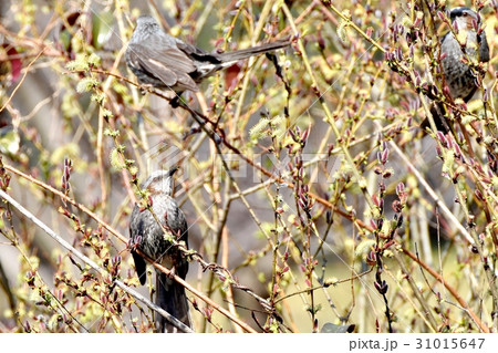 東京三鷹の野鳥 仙川隣接公園のネコヤナギに止まるヒヨドリ 東京三鷹の野鳥 仙川隣接公園のネコヤナギに止まるヒヨドリ 31015647