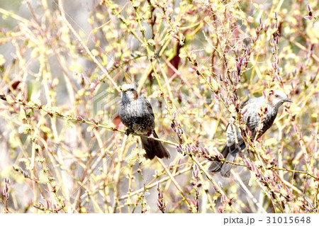 東京三鷹の野鳥 仙川隣接公園のネコヤナギの花を食べるヒヨドリ 東京三鷹の野鳥 仙川隣接公園のネコヤナギの花を食べるヒヨドリ 31015648