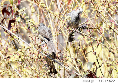 東京三鷹の野鳥 仙川隣接公園のネコヤナギの花を食べるヒヨドリ 東京三鷹の野鳥 仙川隣接公園のネコヤナギの花を食べるヒヨドリ 31015822