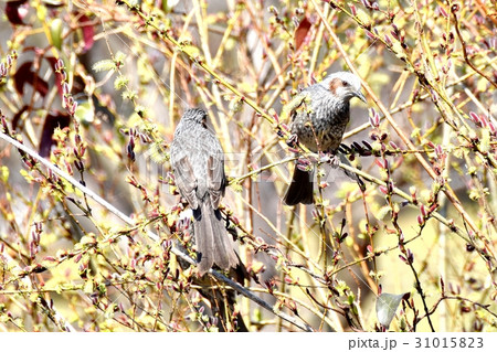東京三鷹の野鳥 仙川隣接公園のネコヤナギにとまるヒヨドリ 31015823