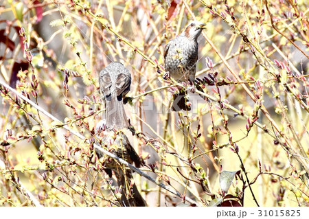 東京三鷹の野鳥 仙川隣接公園のネコヤナギの花を食べるヒヨドリ 東京三鷹の野鳥 仙川隣接公園のネコヤナギの花を食べるヒヨドリ 31015825