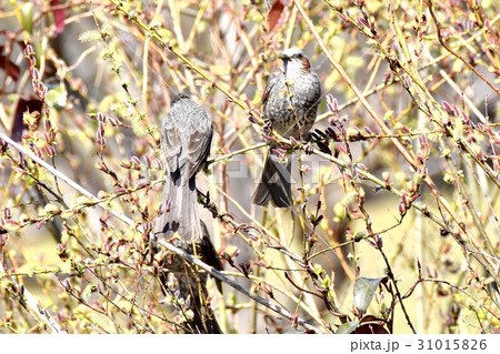 東京三鷹の野鳥 仙川隣接公園のネコヤナギにとまるヒヨドリ 31015826
