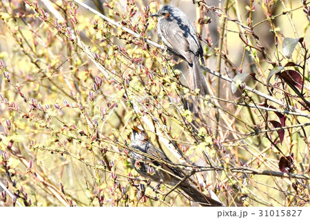 東京三鷹の野鳥 仙川隣接公園のネコヤナギの花を食べるヒヨドリ  31015827