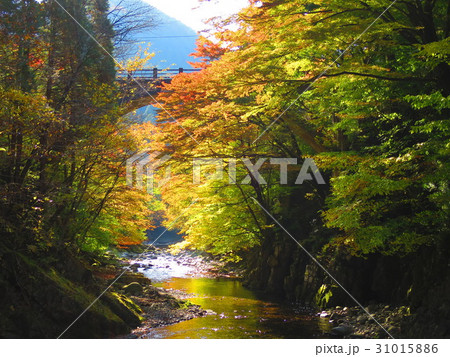大芦渓谷の色付き 31015886