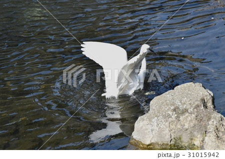 東京三鷹の野鳥 仙川浅瀬を羽根を広げ歩くコサギ 31015942