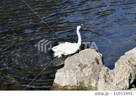 東京三鷹の野鳥 仙川浅瀬に立つコサギ 31015943