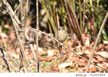 東京三鷹の野鳥 仙川に隣接する公園のジョウビタキのメス 東京三鷹の野鳥 仙川に隣接する公園のジョウビタキのメス 31015944