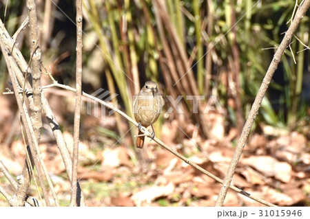 東京三鷹の野鳥 仙川に隣接する公園のジョウビタキのメス 31015946