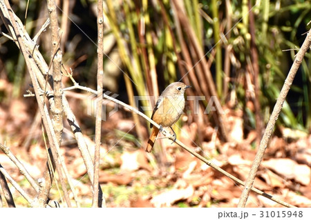 東京三鷹の野鳥 仙川に隣接する公園のジョウビタキのメス 31015948