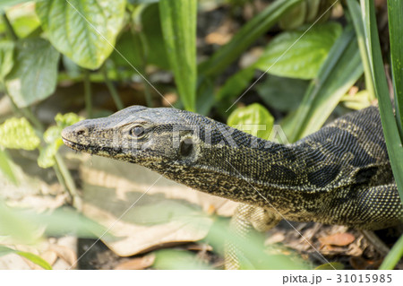 Varanus salvator on garden 31015985