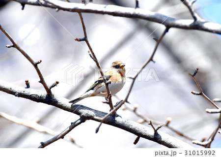 東京三鷹の野鳥 仙川公園の木にとまるアトリ 31015992