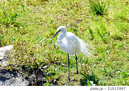 東京三鷹の野鳥 仙川河岸草地に立つ嘴が黒目の周りが緑婚姻色が現れたダイサギ 東京三鷹の野鳥 仙川河岸草地に立つ嘴が黒目の周りが緑婚姻色が現れたダイサギ 31015997