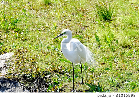 東京三鷹の野鳥 仙川河岸草地に立つ嘴が黒目の周りが緑婚姻色が現れたダイサギ 31015998