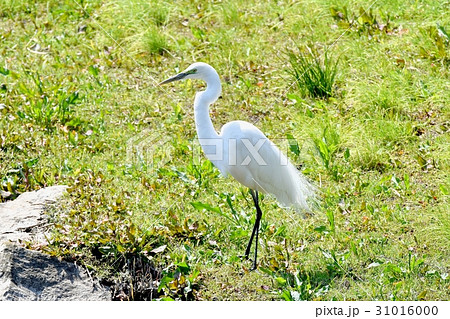 東京三鷹の野鳥 仙川河岸草地に立つ嘴が黒目の周りが緑婚姻色が現れたダイサギ 31016000