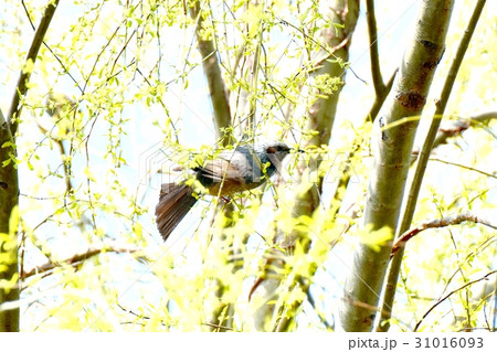 東京三鷹の野鳥 仙川隣接公園ヤナギの木の枝にとまるヒヨドリ 東京三鷹の野鳥 仙川隣接公園ヤナギの木の枝にとまるヒヨドリ 31016093