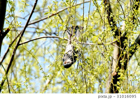 東京三鷹の野鳥 仙川隣接公園ヤナギの木の枝にとまるヒヨドリ 31016095