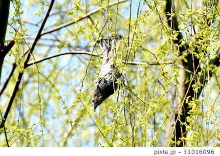 東京三鷹の野鳥 仙川隣接公園ヤナギの花の蕾を咥えるヒヨドリ 31016096