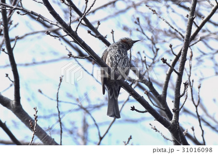 東京三鷹の野鳥 仙川公園のサクラの木にとまるヒヨドリ 31016098