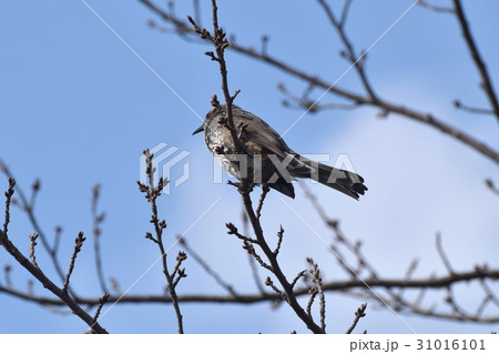 東京三鷹の野鳥 仙川公園のサクラの木にとまるヒヨドリ 31016101
