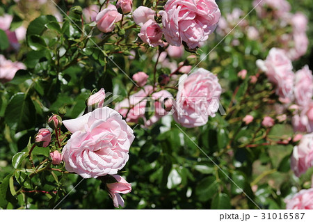 バラ ホーム ガーデンの写真素材