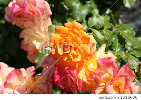 バラ／サハラ'98 31016606