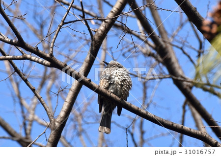 東京三鷹の野鳥 仙川公園のサクラの木にとまるヒヨドリ 31016757
