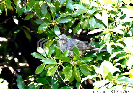 東京三鷹の野鳥 三鷹仙川公園のシキミにとまるヒヨドリ 東京三鷹の野鳥 三鷹仙川公園のシキミにとまるヒヨドリ 31016763