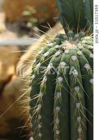 柱サボテン 31017369