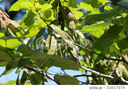 ハナズオウの実 ハナズオウの実 31017374