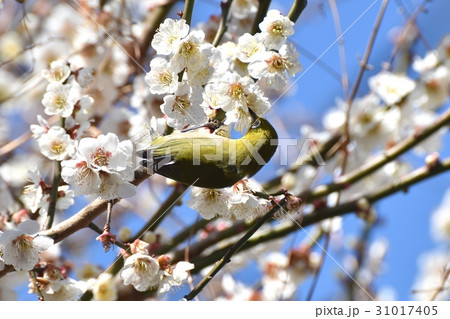 東京三鷹の野鳥 三鷹中原に咲いたハクバイの蜜を吸うメジロ 東京三鷹の野鳥 三鷹中原に咲いたハクバイの蜜を吸うメジロ 31017405