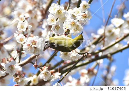 東京三鷹の野鳥 三鷹中原に咲いたハクバイの蜜を吸うメジロ 31017406