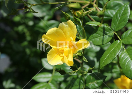 バラ リモンチェッロの写真素材