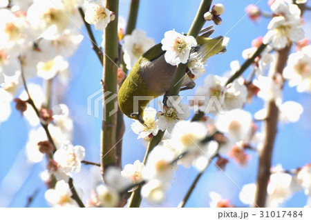 東京三鷹の野鳥 三鷹中原に咲いたハクバイの蜜を吸うメジロ 東京三鷹の野鳥 三鷹中原に咲いたハクバイの蜜を吸うメジロ 31017484
